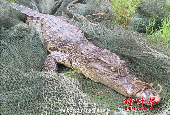重庆市民江边钓鱼 钓到重约30斤鳄鱼(图)