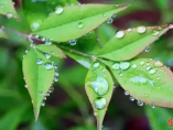 “雨水”温润生机盎然 “奋进”勾勒瑰丽春天
