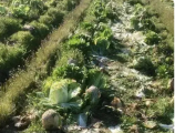 6万斤大白菜一天被偷光，乡村治理短板当补