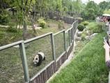 不文明游客被罚终身进入熊猫馆的标本意义